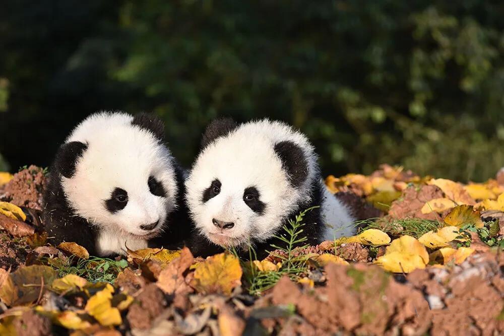 碧峰峡大熊猫基地内的熊猫宝宝正在快乐成长.jpg