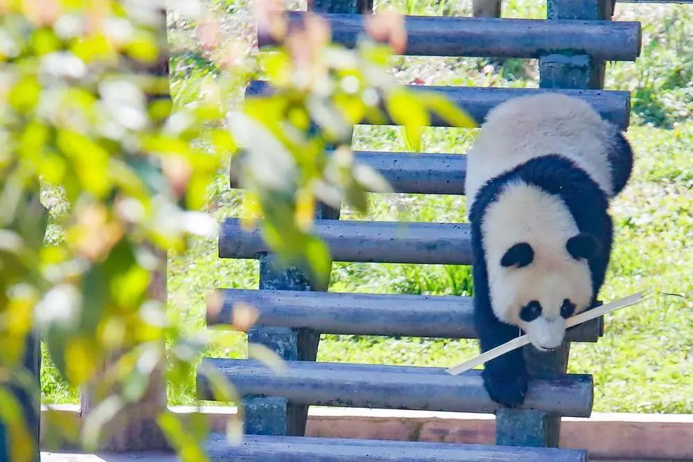 国家5A级旅游景区——碧峰峡景区内的大熊猫.jpg