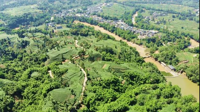 雨城区草坝镇双合村茶园.jpg