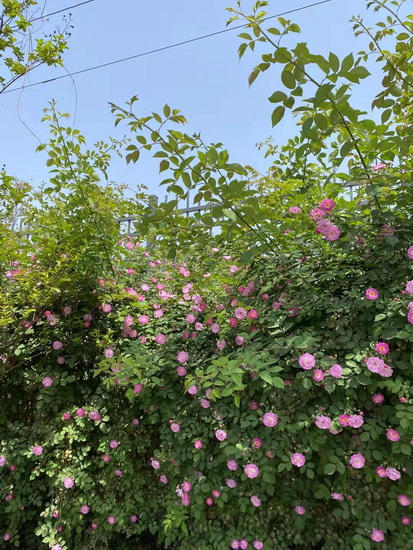 蔷薇花开.jpg